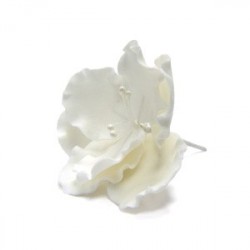 Цветок Белый шиповник